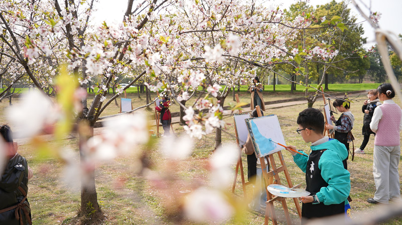櫻花樹下畫春天